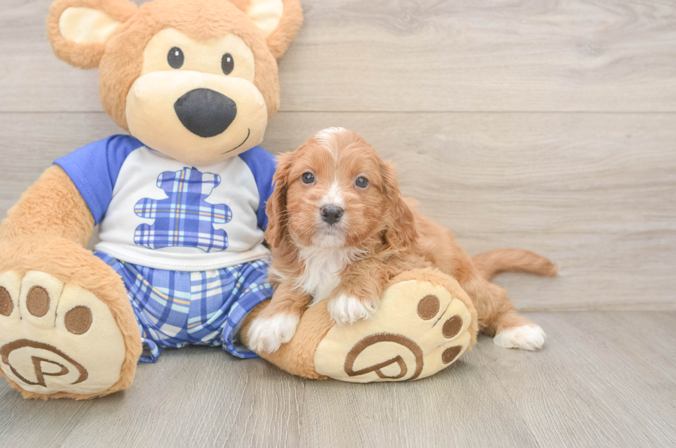 5 week old Cavapoo Puppy For Sale - Pilesgrove Pups