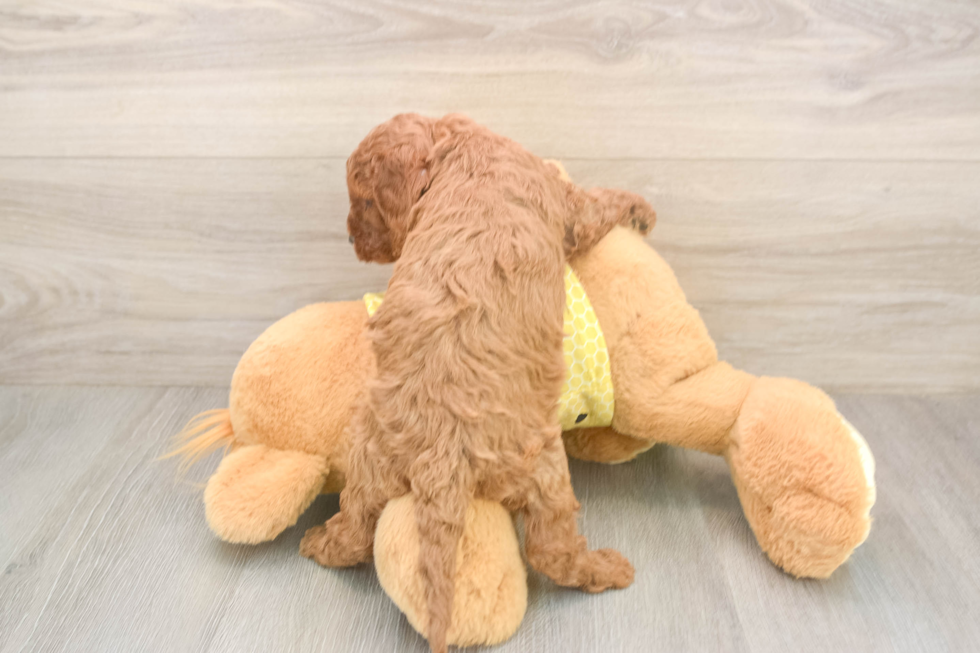 Cavapoo Puppy for Adoption