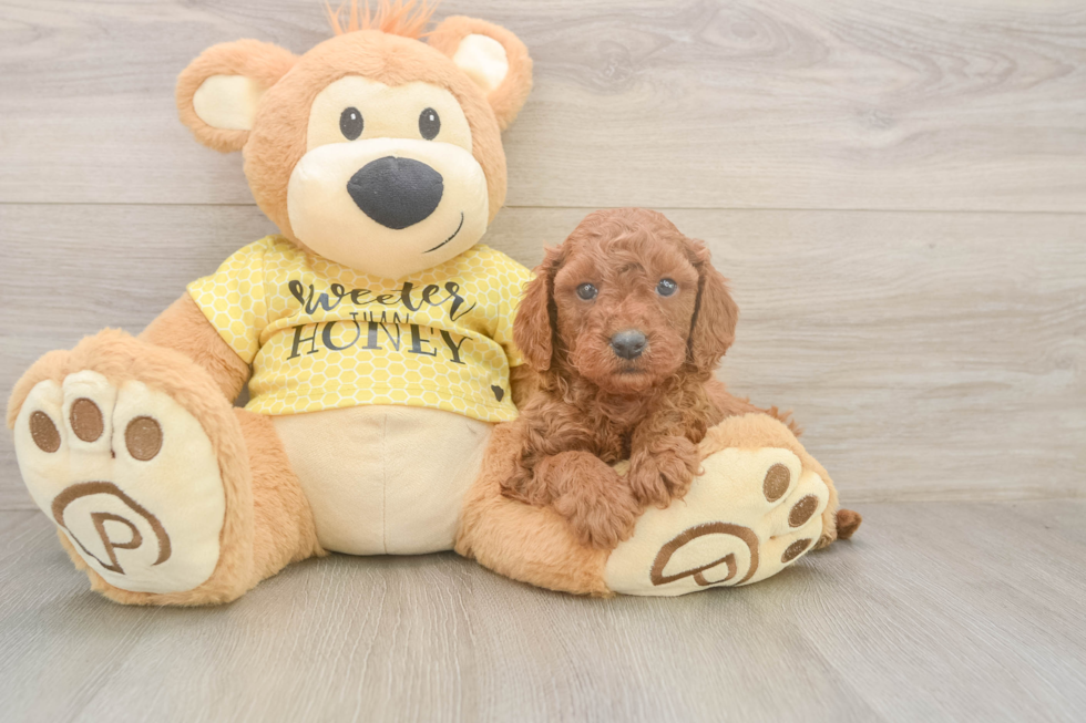 Energetic Cavoodle Poodle Mix Puppy