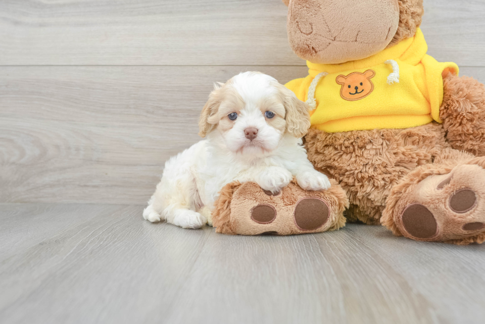 Cavapoo Puppy for Adoption