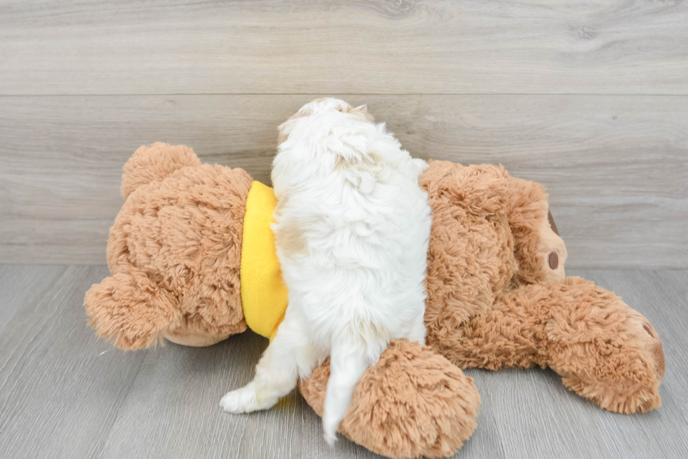 Playful Cavoodle Poodle Mix Puppy