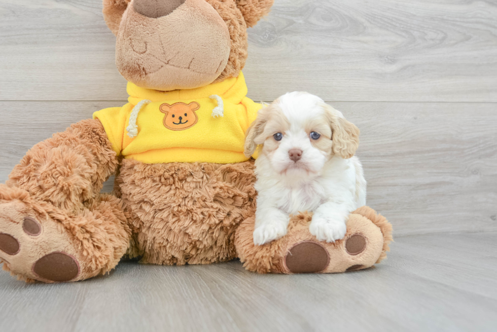 Cavapoo Pup Being Cute