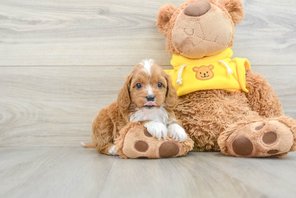 Cavapoo Pup Being Cute