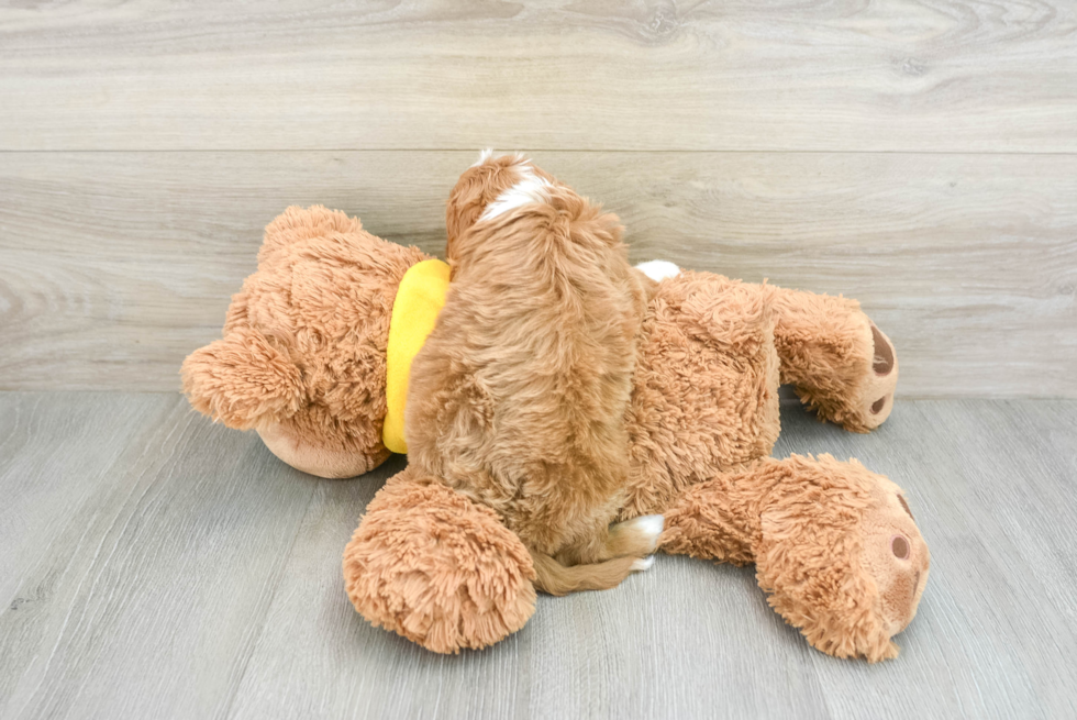 Happy Cavapoo Baby