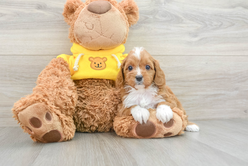 Cavapoo Pup Being Cute