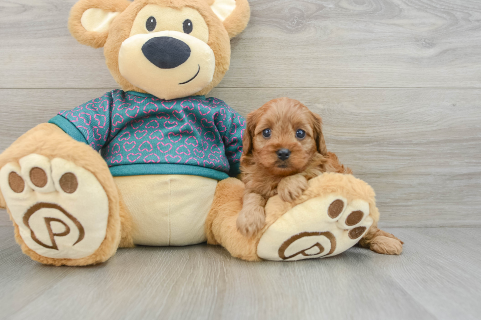 Playful Cavapoodle Poodle Mix Puppy