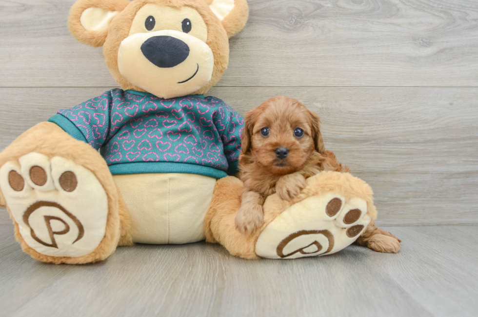 7 week old Cavapoo Puppy For Sale - Pilesgrove Pups