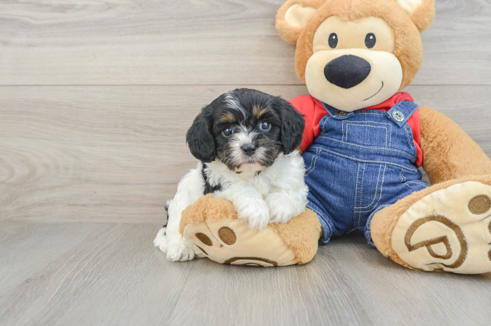 5 week old Cavapoo Puppy For Sale - Pilesgrove Pups