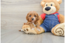 Energetic Cavoodle Poodle Mix Puppy
