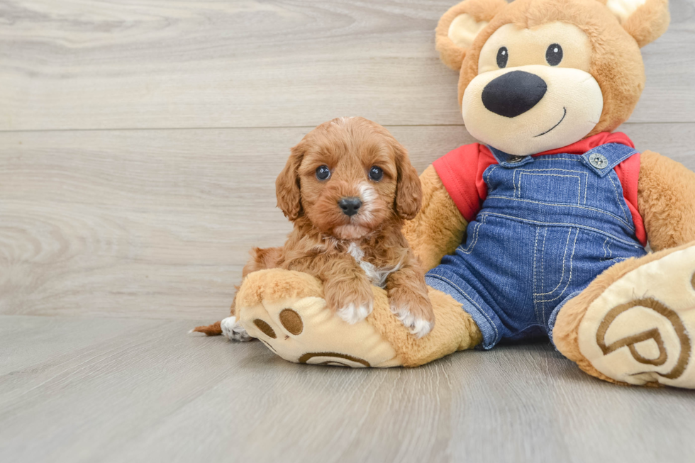Energetic Cavoodle Poodle Mix Puppy