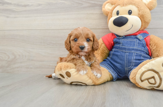 Energetic Cavoodle Poodle Mix Puppy