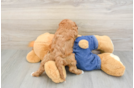 Energetic Cavoodle Poodle Mix Puppy