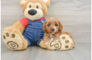 Energetic Cavoodle Poodle Mix Puppy