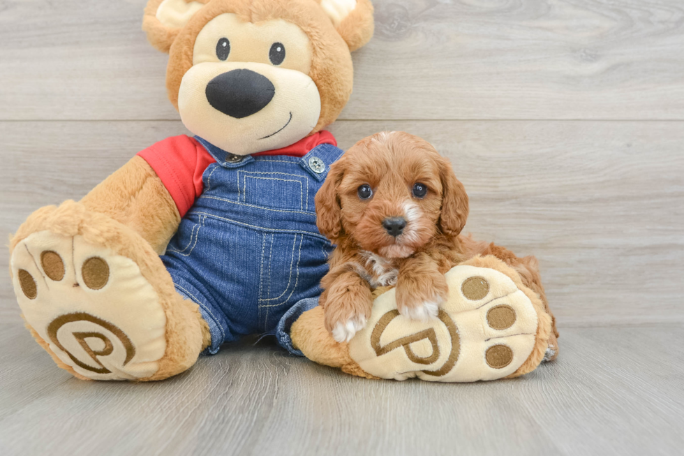 Energetic Cavoodle Poodle Mix Puppy