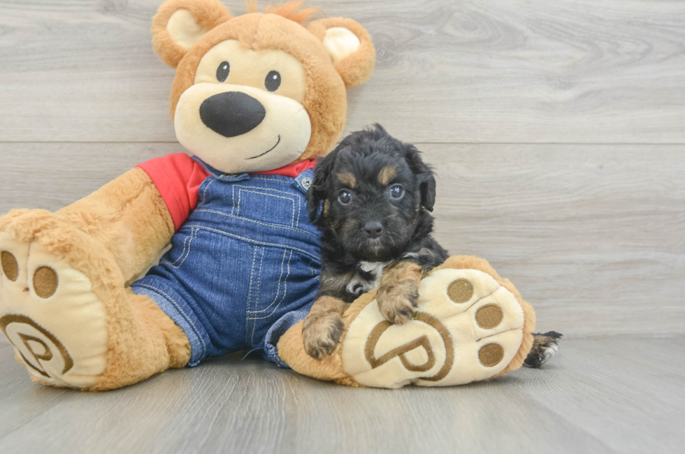 6 week old Cavapoo Puppy For Sale - Pilesgrove Pups
