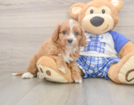 7 week old Cavapoo Puppy For Sale - Pilesgrove Pups
