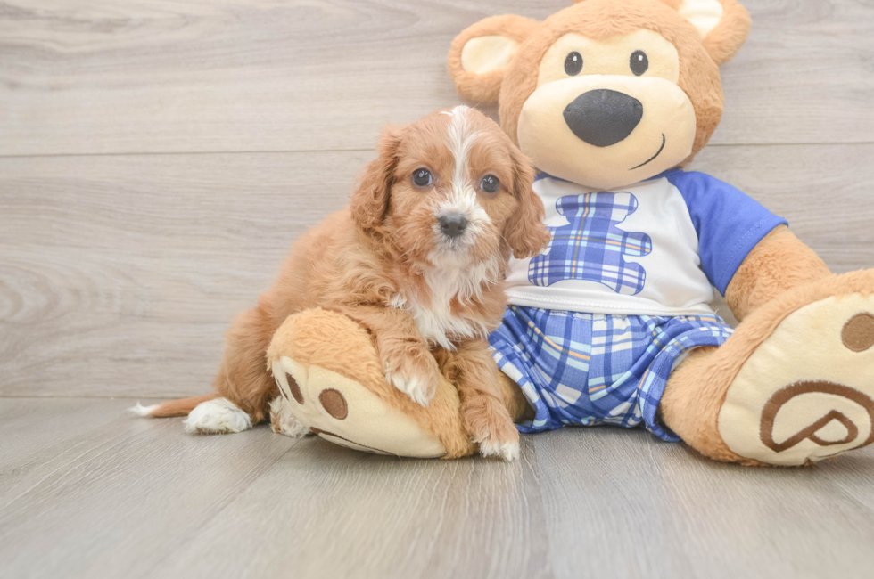 5 week old Cavapoo Puppy For Sale - Pilesgrove Pups