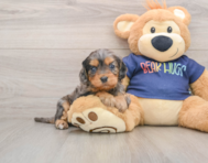 8 week old Cavapoo Puppy For Sale - Pilesgrove Pups