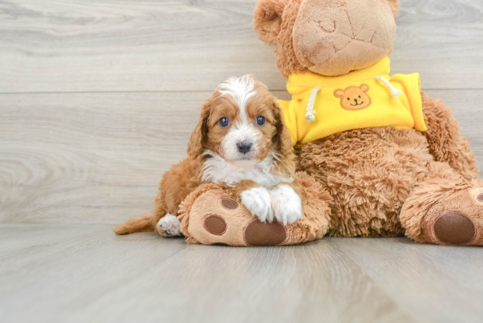 Popular Cavapoo Poodle Mix Pup