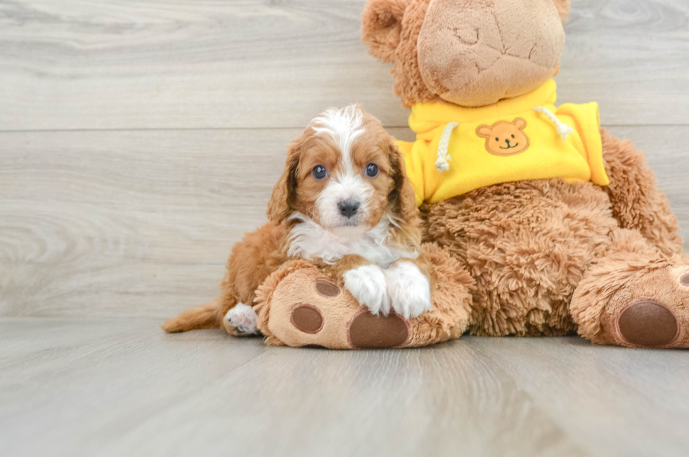 5 week old Cavapoo Puppy For Sale - Pilesgrove Pups