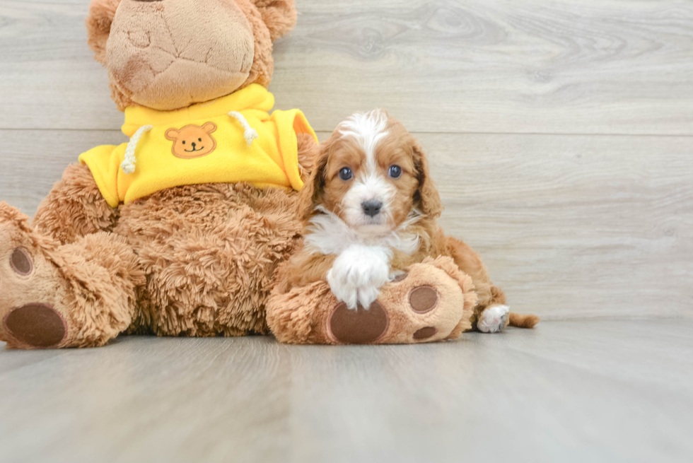 Cavapoo Puppy for Adoption