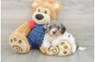 Best Cavapoo Baby