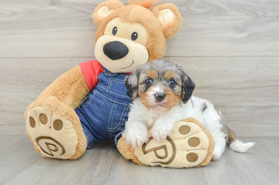 5 week old Cavapoo Puppy For Sale - Pilesgrove Pups