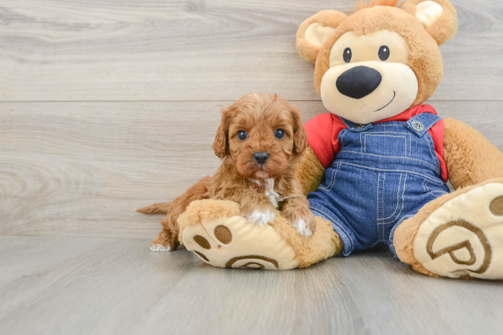 Playful Cavapoodle Poodle Mix Puppy