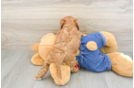 Popular Cavapoo Poodle Mix Pup