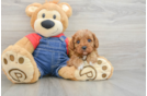 Smart Cavapoo Poodle Mix Pup