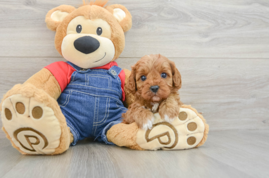 Smart Cavapoo Poodle Mix Pup