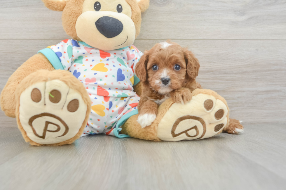 5 week old Cavapoo Puppy For Sale - Pilesgrove Pups