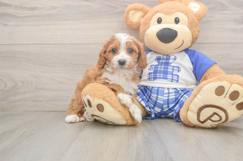 5 week old Cavapoo Puppy For Sale - Pilesgrove Pups