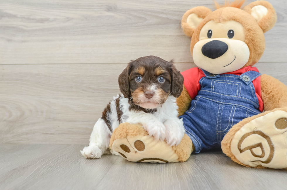 5 week old Cavapoo Puppy For Sale - Pilesgrove Pups