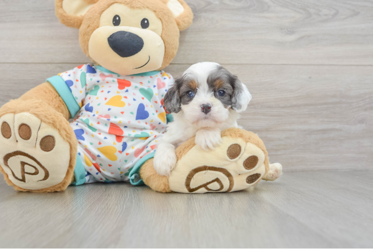 Best Cavapoo Baby
