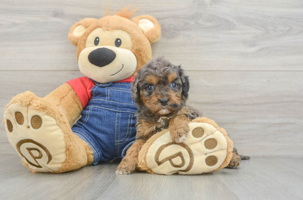 6 week old Cavapoo Puppy For Sale - Pilesgrove Pups
