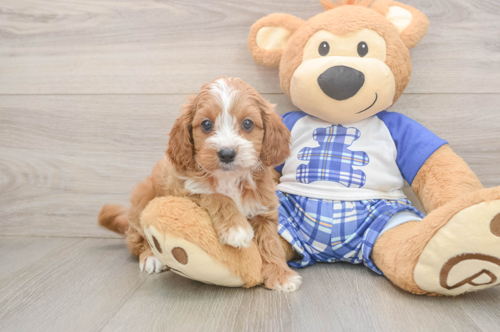 5 week old Cavapoo Puppy For Sale - Pilesgrove Pups