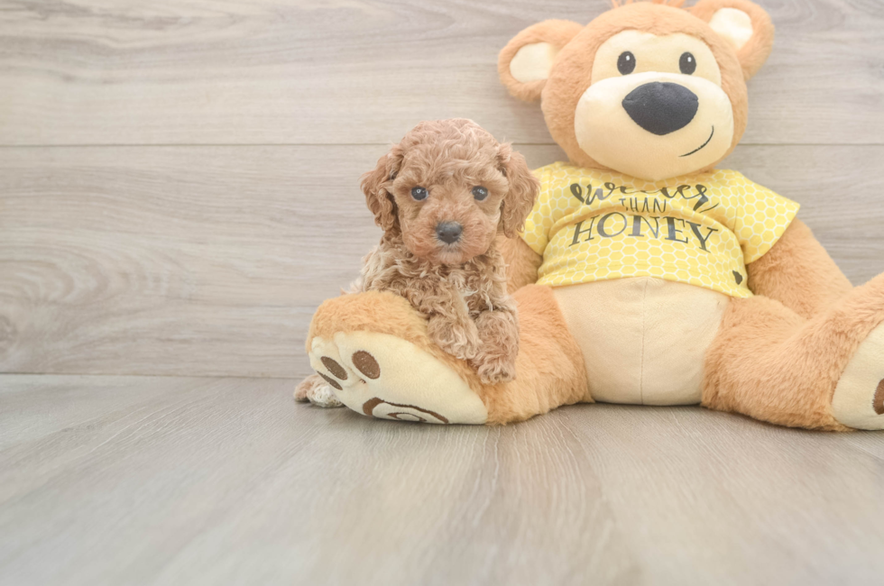 5 week old Cavapoo Puppy For Sale - Pilesgrove Pups