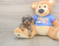 7 week old Cavapoo Puppy For Sale - Pilesgrove Pups