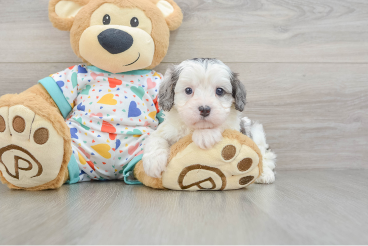 Best Cavapoo Baby