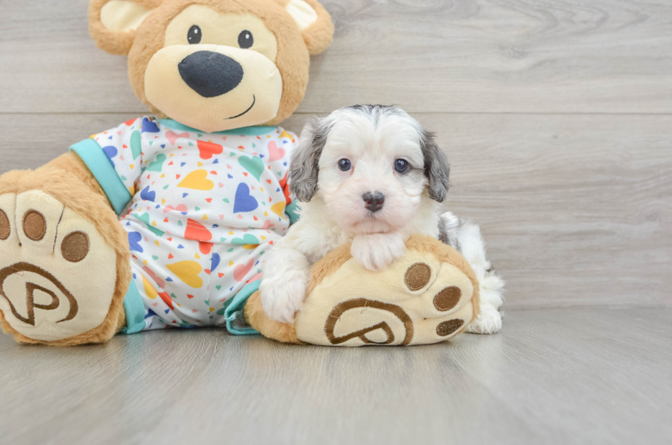 7 week old Cavapoo Puppy For Sale - Pilesgrove Pups