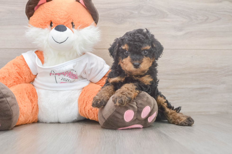 5 week old Cavapoo Puppy For Sale - Pilesgrove Pups