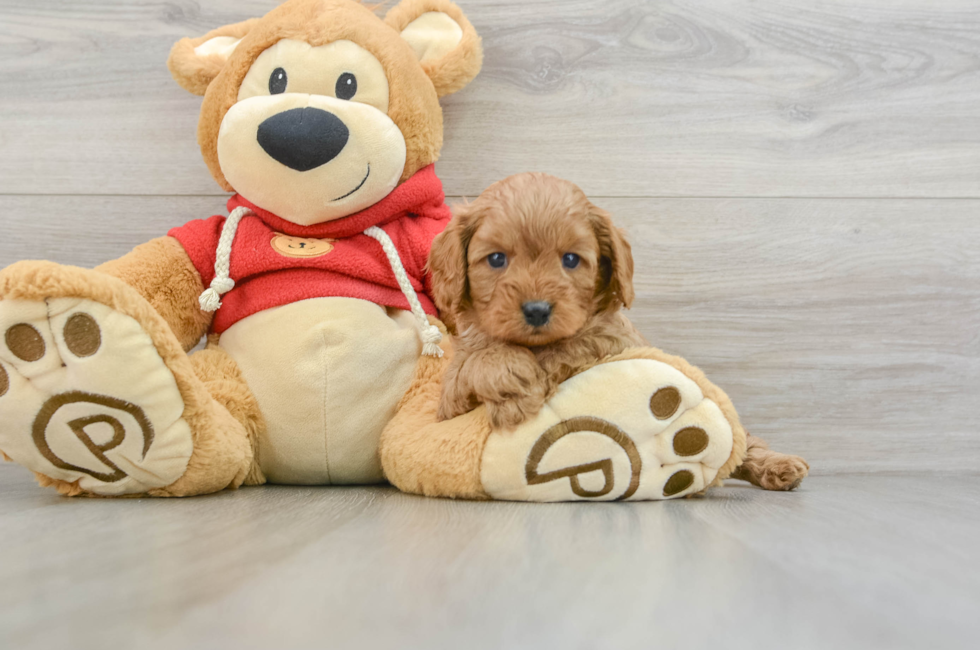 6 week old Cavapoo Puppy For Sale - Pilesgrove Pups