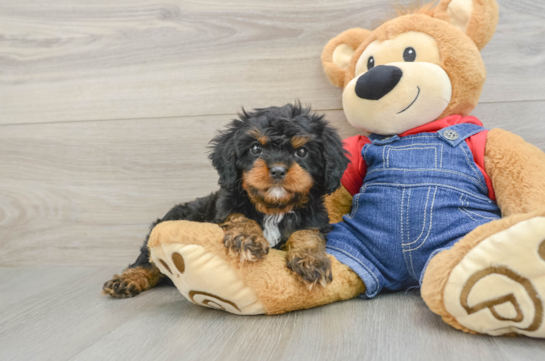 Fluffy Cavapoo Poodle Mix Pup