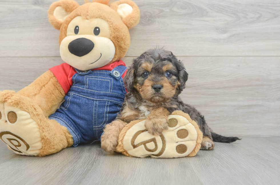 6 week old Cavapoo Puppy For Sale - Pilesgrove Pups