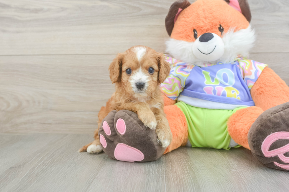 5 week old Cavapoo Puppy For Sale - Pilesgrove Pups