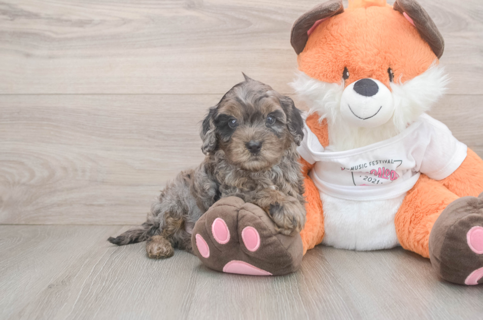 5 week old Cavapoo Puppy For Sale - Pilesgrove Pups