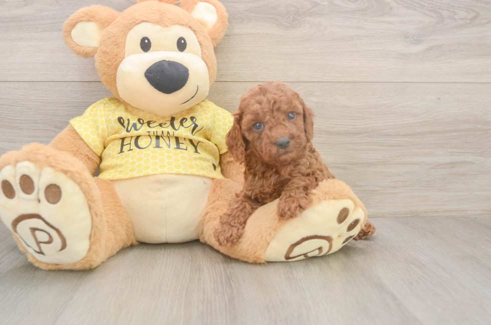 5 week old Cavapoo Puppy For Sale - Pilesgrove Pups