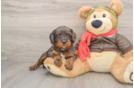 Cavapoo Pup Being Cute
