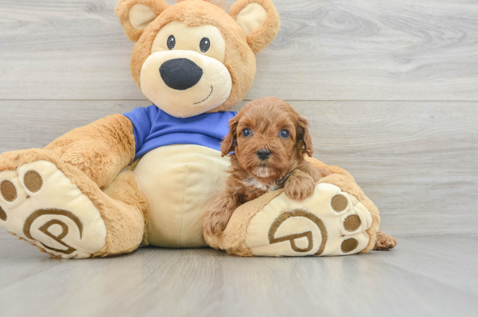 5 week old Cavapoo Puppy For Sale - Pilesgrove Pups